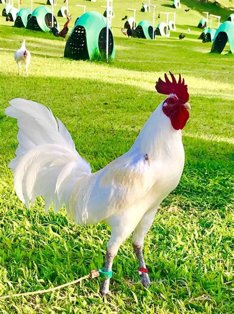 white hatch gamefowl.
